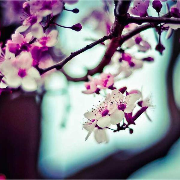 Ipsam quaerat ea - Red