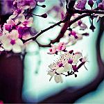 Ipsam quaerat ea - Red