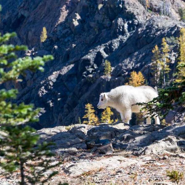 Porro sint harum - Red